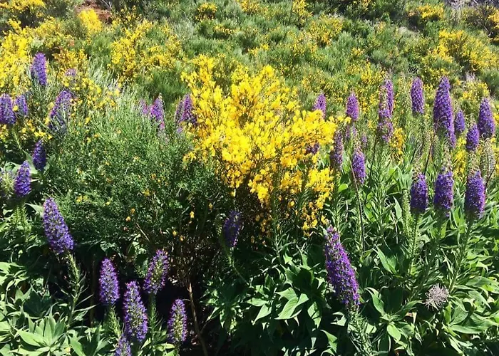 Casa Dos Avos With Pool In Hébergement de vacances Funchal (Madeira)