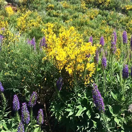 Casa Dos Avos With Pool In بيت للعطل فونشال